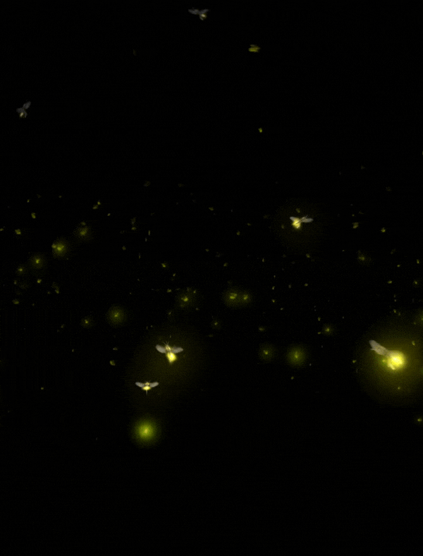 Fireflies glowing in the dark
