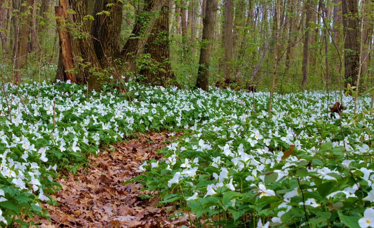 A woodland floor covered in white trillium